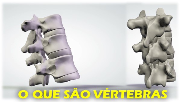 Coluna vertebral, o que é?