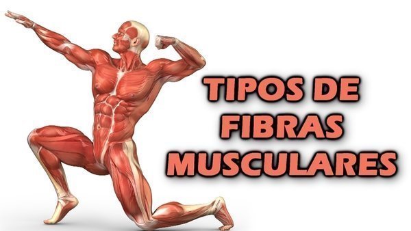 O que são fibras musculares Tipo I e Tipo II