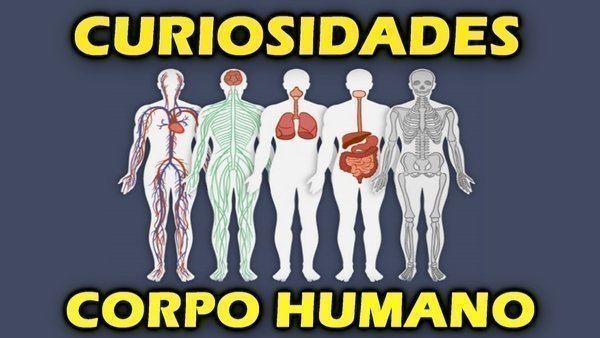 Quantos ossos tem o corpo humano