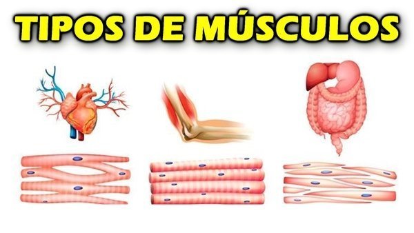 Tipos de músculos do corpo humano?