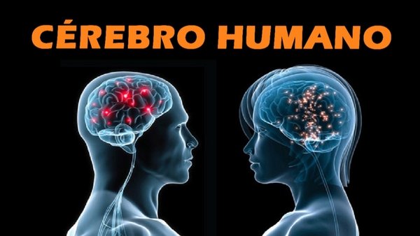 Cérebro humano, o que é e quais as funções?