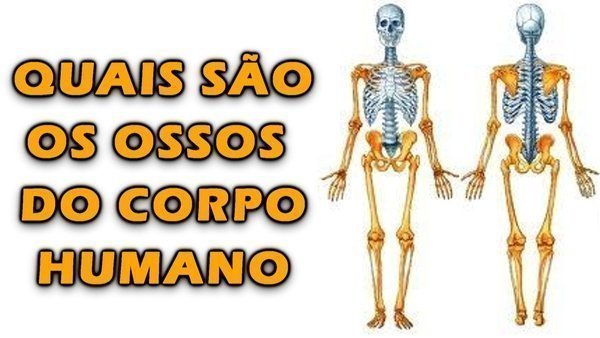 Quantos ossos tem o corpo humano?