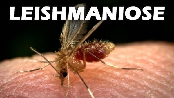 O que é Leishmaniose? Sintomas de Leishmaniose.
