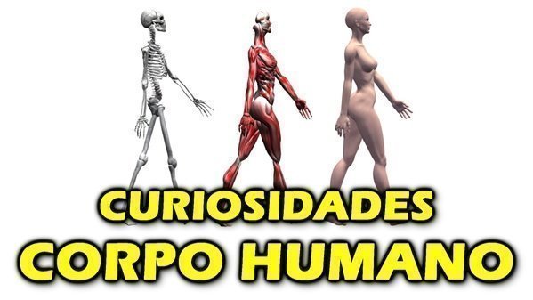 Quantos ossos tem no corpo humano?