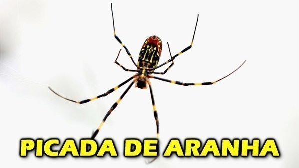 Aranha marrom, aranha viúva negra, aranha armadeira!
