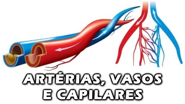 Artéria aorta e veia pulmonar
