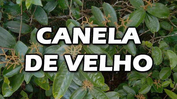 Quais os benefícios do chá de canela de velho?