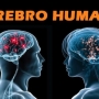 Curiosidades sobre o Cérebro Humano!