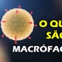 O que são macrófagos? Qual a função do macrófago?